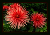 Red Dahlias by LynEve, photography->flowers gallery