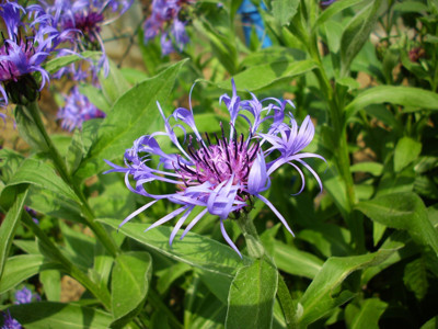 Click here to view at full resolution.