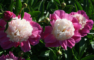 Click here to view at full resolution.