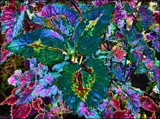 Crazy Coleus by LynEve, photography->manipulation gallery