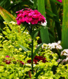 Cheering You Up by vangoughs, photography->flowers gallery