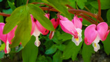 Bleeding Hearts by Pistos, photography->flowers gallery