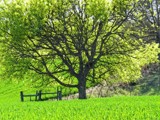 A Green Field Painting by bfrank, photography->manipulation gallery