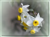 Spring Song #2 by LynEve, photography->flowers gallery