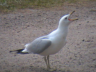 Click here to view at full resolution.