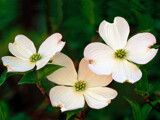 Ledgen of the Dogwood by Texan1968, photography->flowers gallery