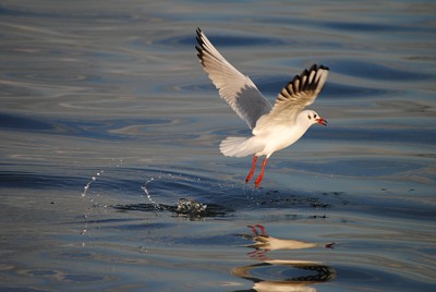 Click here to view at full resolution.