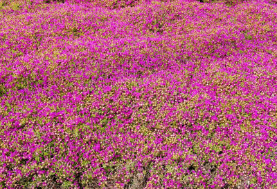 Click here to view at full resolution.