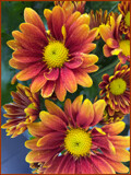 Supermarket Mums by LynEve, photography->flowers gallery