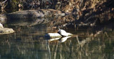 Blue River 16 {the white shelled turtle} by billyoneshot, Photography->Animals gallery