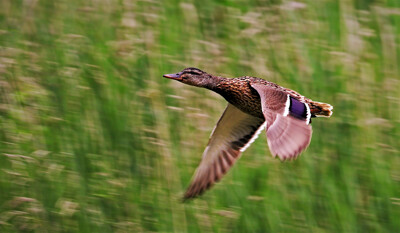 Click here to view at full resolution.