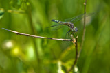 Smile For The Camera by ghostrider2112, photography->insects/spiders gallery