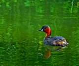 Little Grebe by biffobear, photography->birds gallery