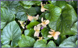 Violets by LynEve, photography->flowers gallery