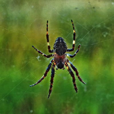 Click here to view at full resolution.