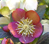 Hellebore by trixxie17, photography->flowers gallery