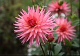 In The Dahlia Garden #1 My Robyn by LynEve, photography->flowers gallery