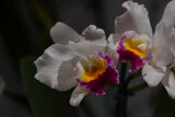 Orchid On Display #2 by tigger3, photography->flowers gallery