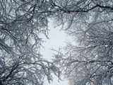 Branches of Snow by Anqui, photography->nature gallery