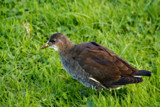 Moorhen by Ramad, photography->birds gallery