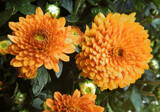 Bronze Mums by trixxie17, photography->flowers gallery