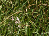 Tiny Foofies by Jimbobedsel, photography->flowers gallery