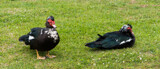 Muscovy Ducks by Pistos, photography->birds gallery