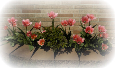 Click here to view at full resolution.