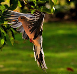 Poised for Landing by SR21, Photography->Birds gallery