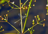 Emerald Damselfly by biffobear, Photography->Insects/Spiders gallery