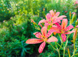 Prairie Lilies by Pistos, photography->flowers gallery