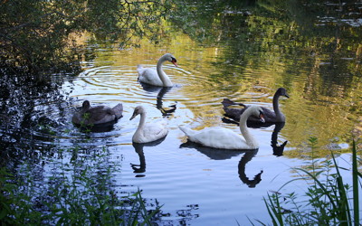 Click here to view at full resolution.