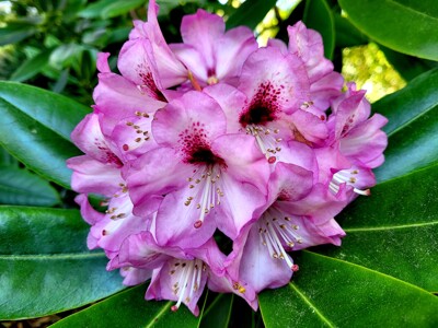 Click here to view at full resolution.