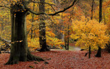 Fall by Paul_Gerritsen, photography->landscape gallery