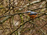 Nutty by biffobear, photography->birds gallery