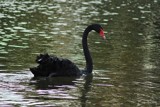 Black swan by elektronist, photography->birds gallery