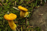 Stools by Eubeen, photography->mushrooms gallery