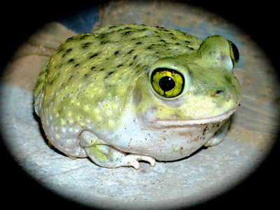 Click here to view at full resolution.