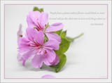 Climbing Geranium by LynEve, photography->flowers gallery
