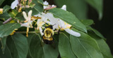 The Buzz about Honeysuckle by Pistos, photography->insects/spiders gallery