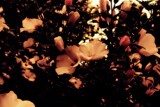 Flowers of the Great Apocalypse by JayMxPhotography, photography->nature gallery