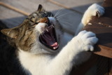 Yawn by elektronist, photography->animals gallery