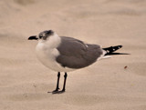 Gounded II by SR21, Photography->Birds gallery