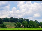 The Fields of Alabama by bfrank, photography->landscape gallery