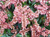 Katsura Pieris Japonica by trixxie17, photography->flowers gallery