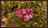 Viburnum by LynEve, computer-> a.i. gallery