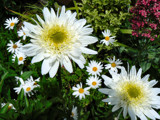 Christmas Daisies by LynEve, Photography->Flowers gallery