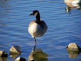 A Leg to Stand On by kidder, Photography->Birds gallery