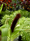 Decorative Millet by trixxie17, photography->nature gallery