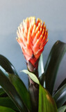 Bromeliad Flower by Rahjure, photography->flowers gallery